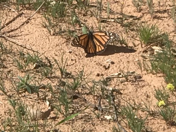 Monarch Photo by Miranda Kersten Lunas NM (04/03/2019) 