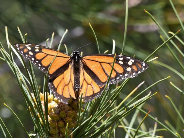 Monarch Photo by Kelley Piccinini Las Vegas NV