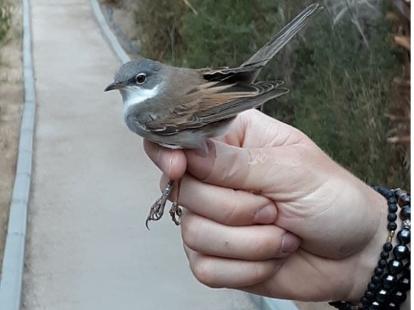 Lesser Whitethroat