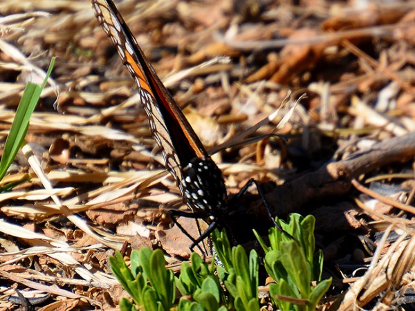 Monarch Host Dog Canyon, NM (03/29/2019)