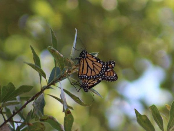 Lots of Mating Pairs