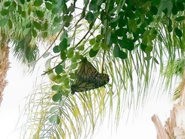 Mating Monarchs