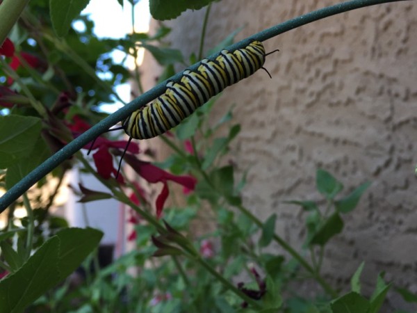 Monarch Larva