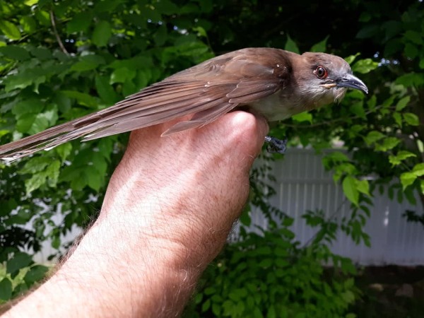 Black-billed Cuckoo