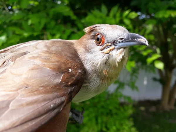 Black-billed Cuckoo