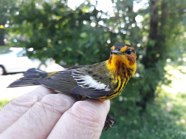 Cape May Warbler 