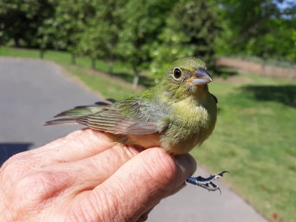 Female Painted Bunting