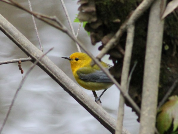 Prothonotary Warbler