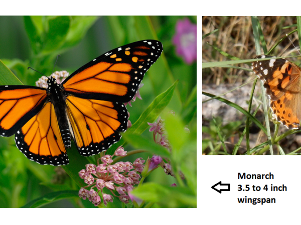 Painted Lady-Monarch Comparison