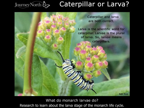 Journal-What Do Monarch Larvae Do?