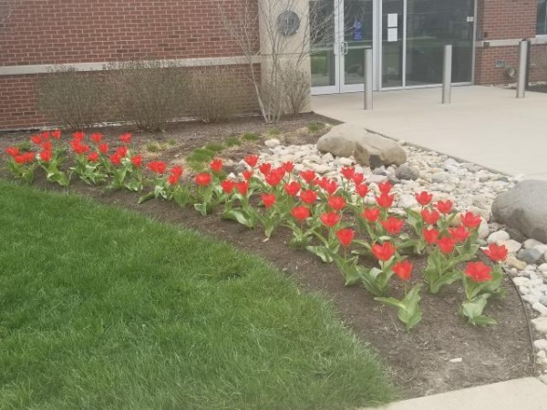 Red Emperor Tulips Blooming