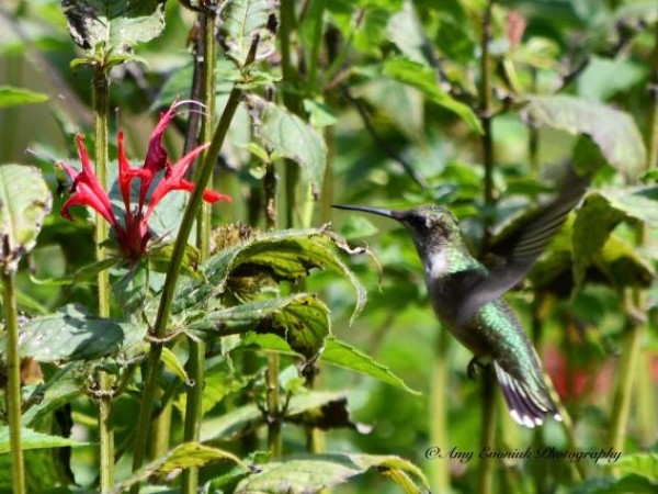 Hummingbird Nectaring on Bee Balm