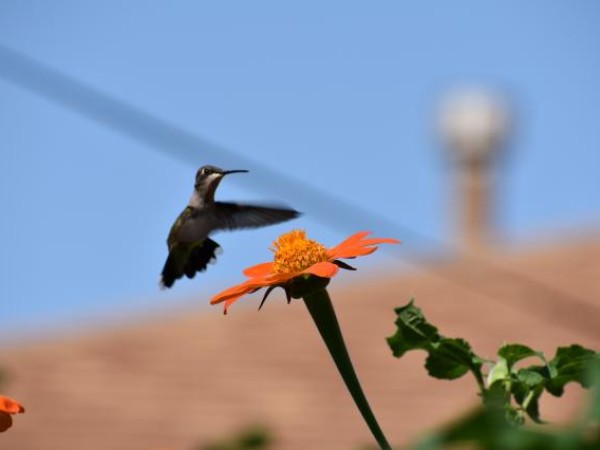 Hummingbird nectaring photo 