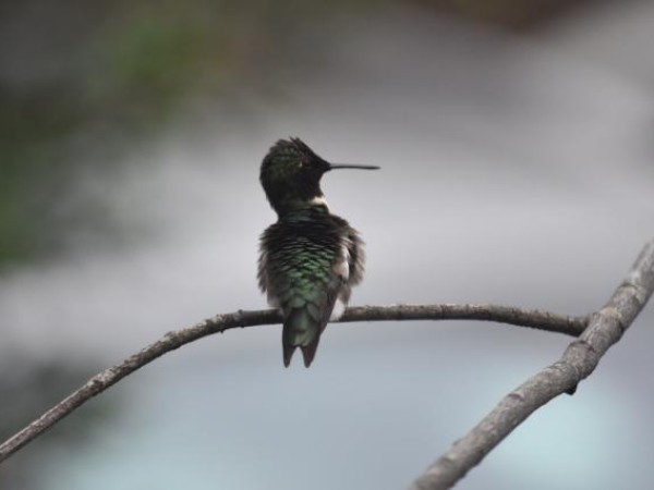 feeding to put on migration weight