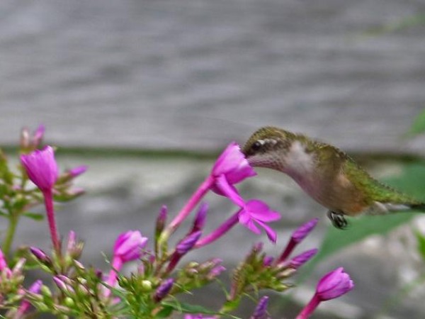 only a few male hummingbirds left