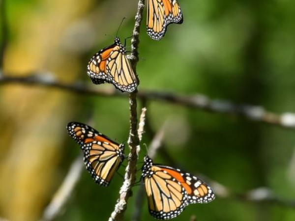 Monarch Roost