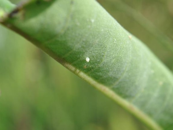 Monarch Egg