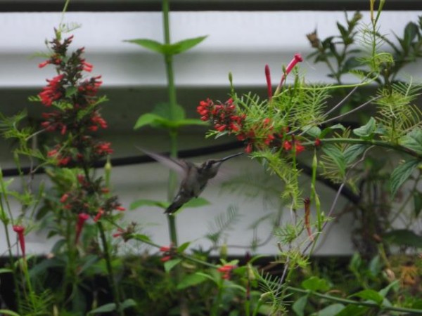 Nectaring Hummingbirds