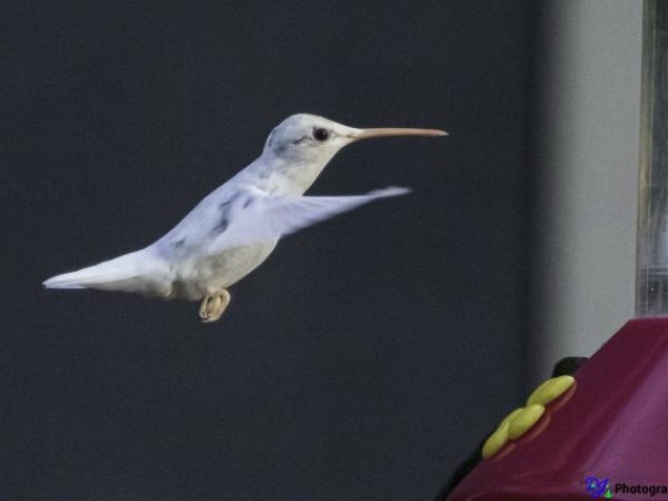 White Hummingbird