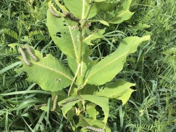 Monarch caterpillars