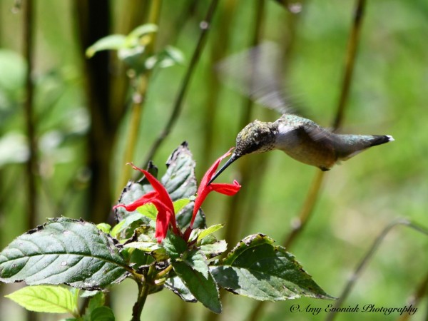 busy nectaring