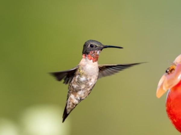 Male Ruby-throated Hummingbird 