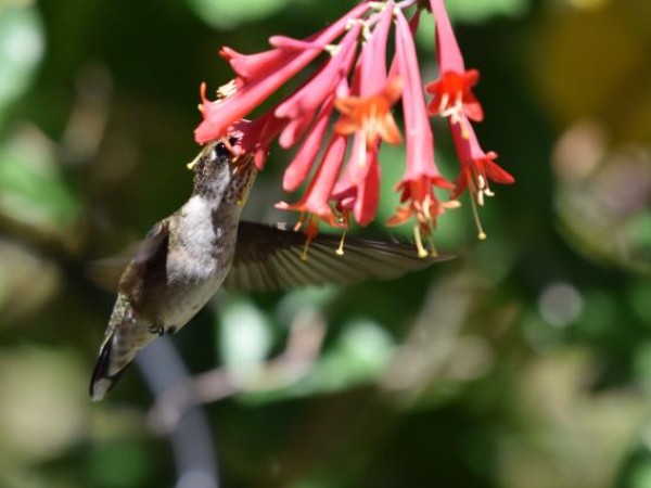 Gaining Their Migration Weight Right Before Our Eyes