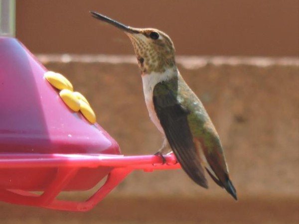 Rufous Hummingbird Journeying South