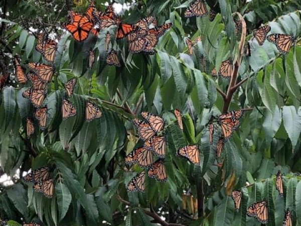 monarch roost