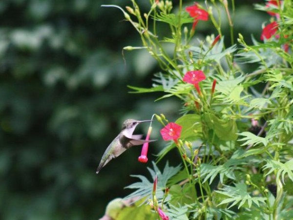 Hungry RTH Hummingbirds