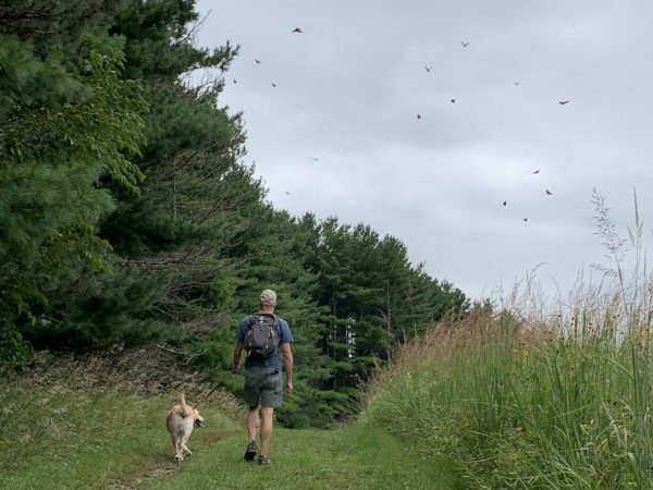 A Sight to Behold Hundreds of Monarchs