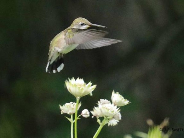 hummingbirds