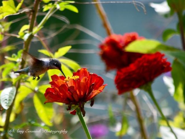 Nectaring Hummingbirds