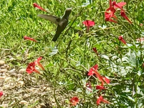 nectaring hummingbirds