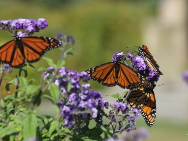 monarchs