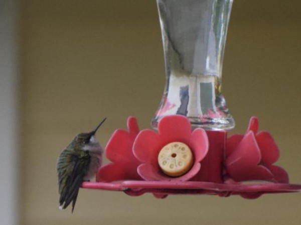 hummingbird