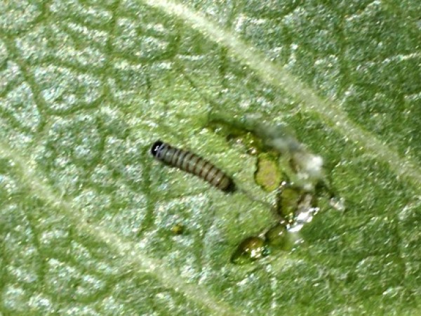 first instar