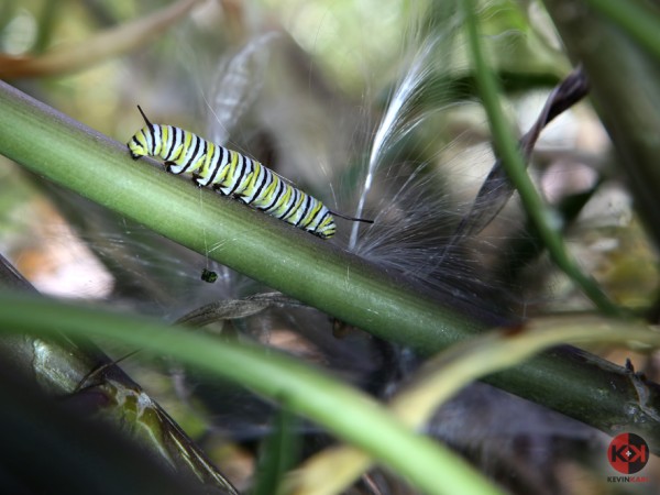 Monarch caterpillar