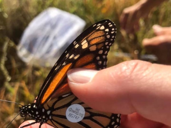 monarch tagging