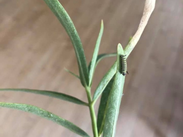 Larva on A. speciosa