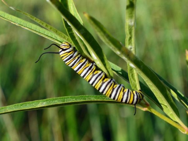 Monarch caterpillar