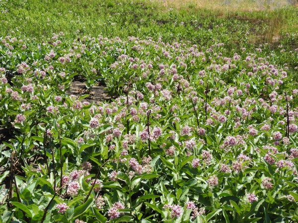 field of flowers