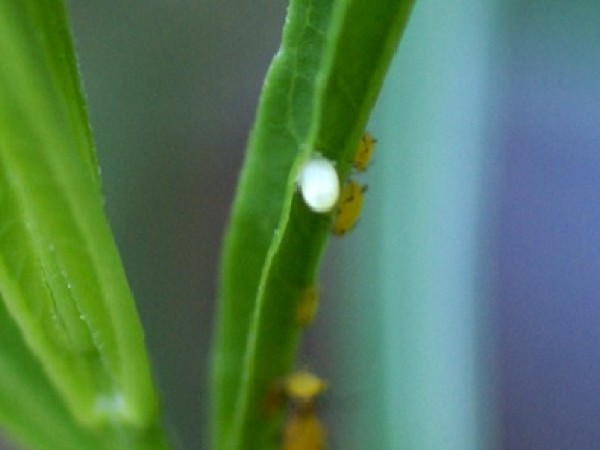 first monarch egg