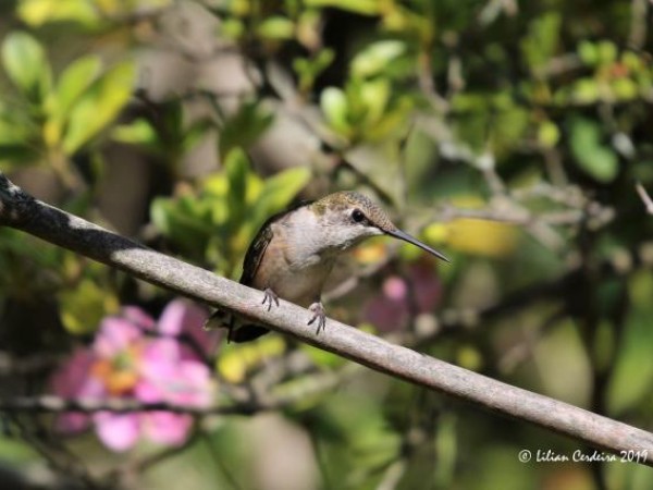 hummingbird