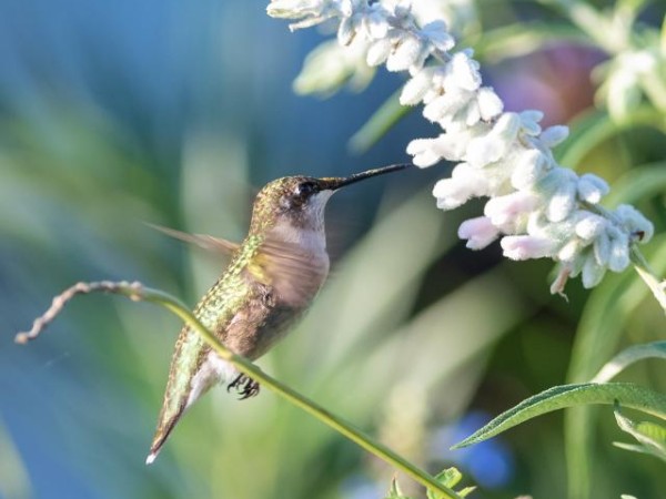 hummingbird