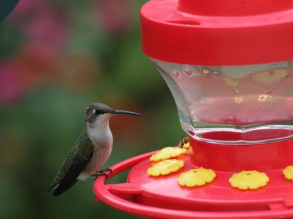 hummingbird