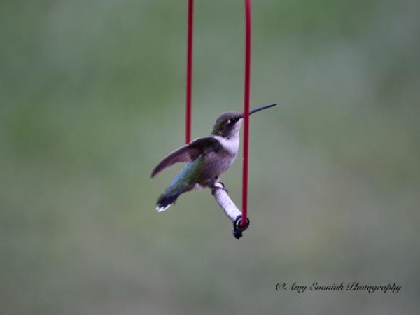 hummingbird