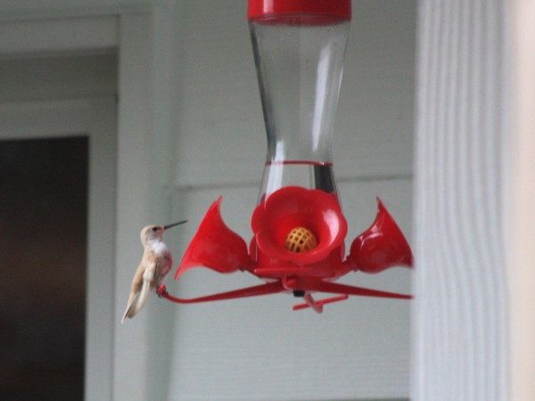 hummingbird