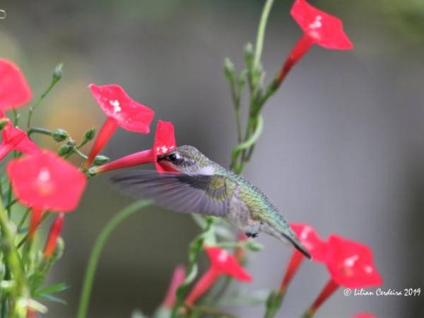 hummingbird