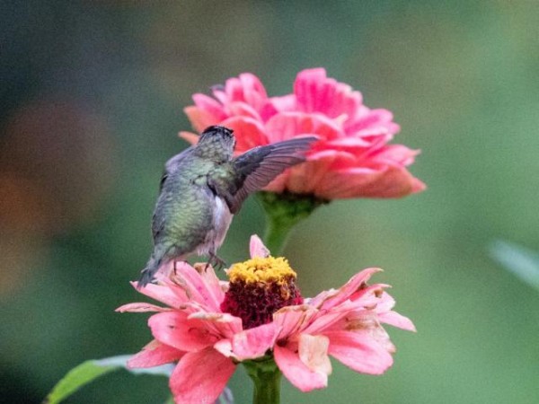 hummingbird